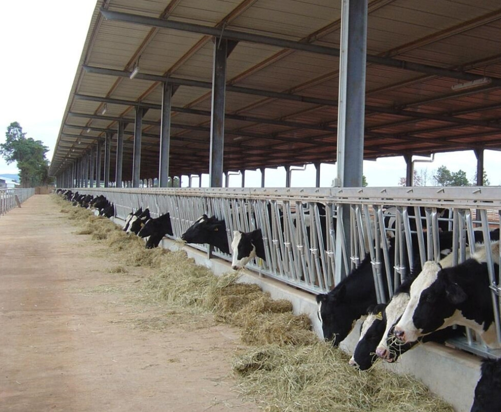 Steel Structure Livestock