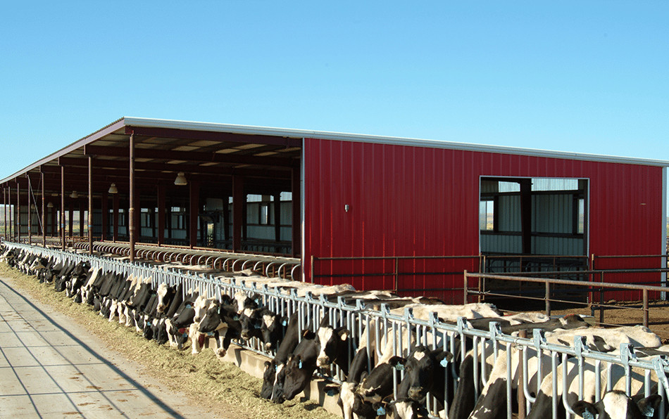 High Quality Steel Structure Livestock